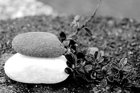 grayscale photography of a stone on a plant