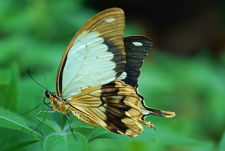 close photo of brown and white butterfly pollinating on green leaf plant