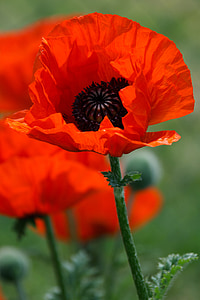 macro photography of red poppy in bloom at daytime
