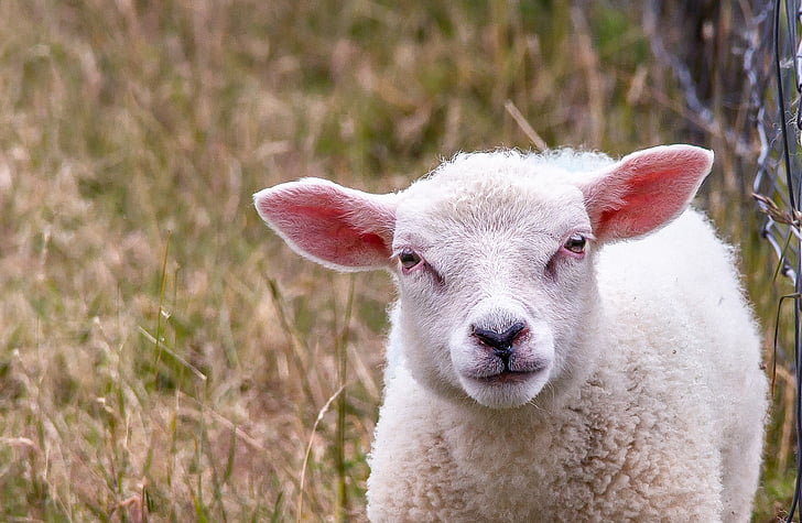 white lamb on grass field