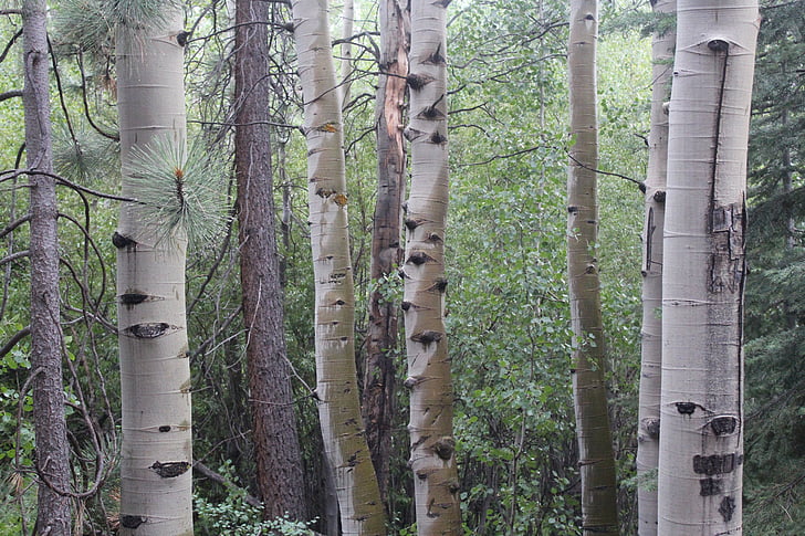 photo of gray tree trunks