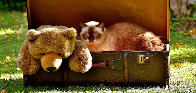 Siamese cat in briefcase on green grass