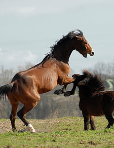 two brown horse at daytime