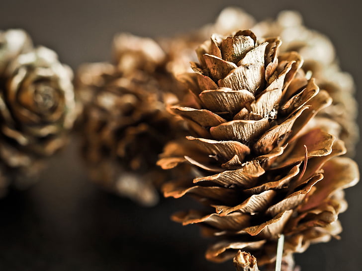 focus photography of pine cone
