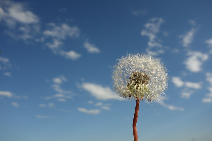 rule of thirds photography of dandelion