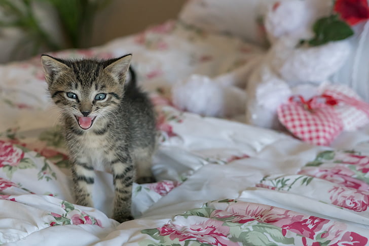 newborn tabby kittens