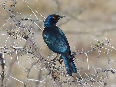 glossy-starling, bird, namibia, etoshapfanne, star, nature