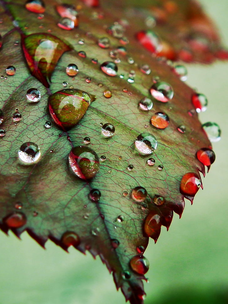 close up photography of green leaf with water dew