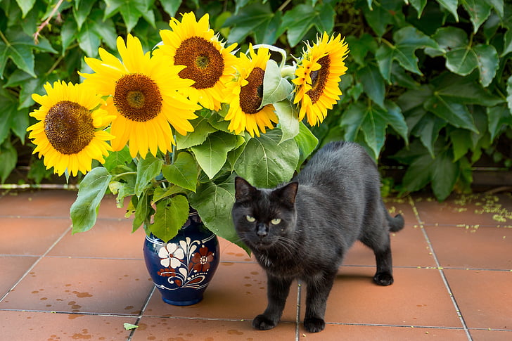 cat standing near sungflower