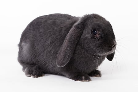 black rabbit on white surface