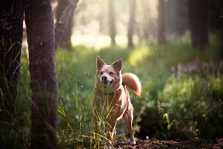 short-coated brown dog in forest