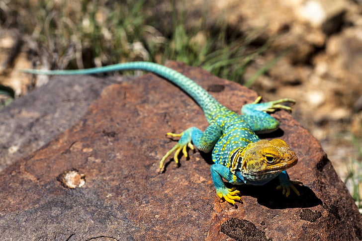 animal photography of blue and yellow lizard