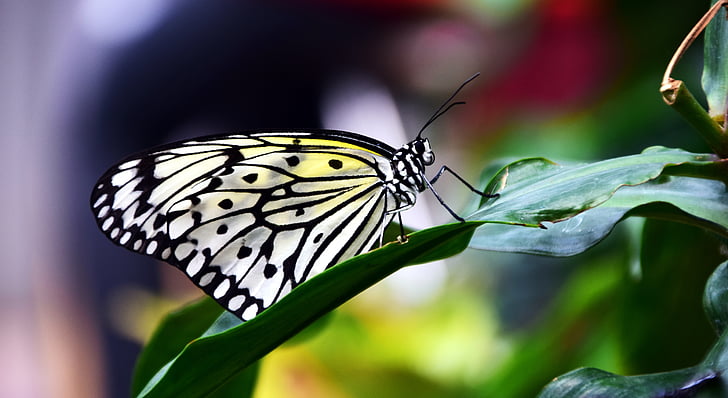 paper kit butterfly perching on green leaf in close-up photography