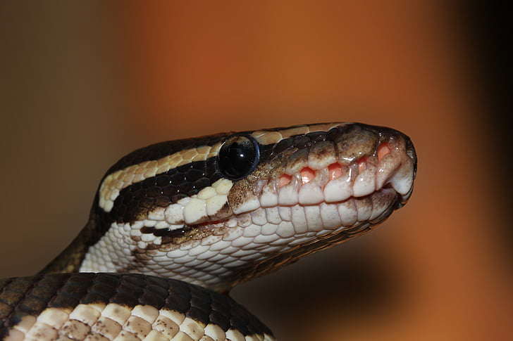 black, brown, and white snake head close-up photography