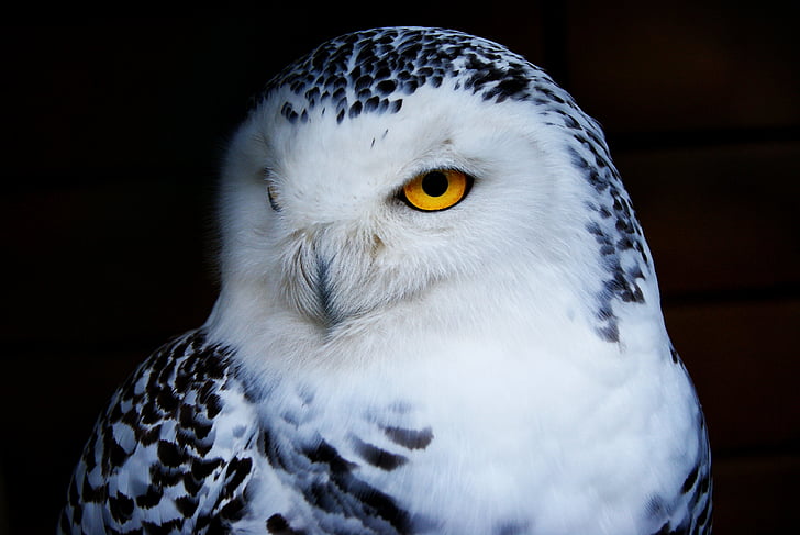 Royalty-Free photo: White and black owl with yellow eyes | PickPik