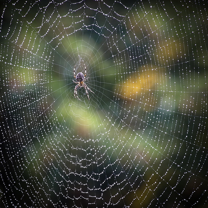 close up photo of barn spider with web and water dew