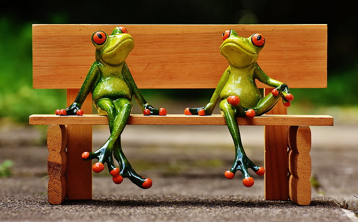 two frogs sitting on wooden bench