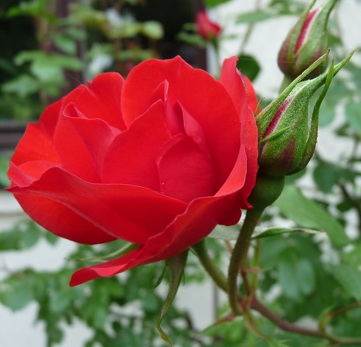 close up photo of red rose in bloom