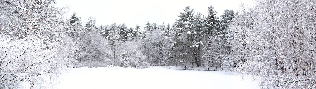 snow covered trees and ground during daytime