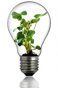 clear glass bulb with green plant