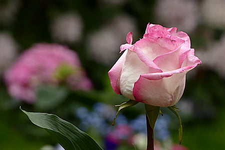 close up photography of pink rose flower