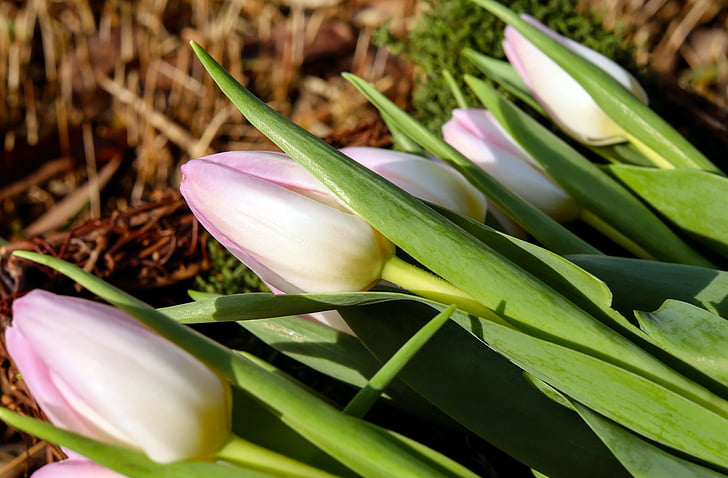closeup photo of white and purple tulips at daytime