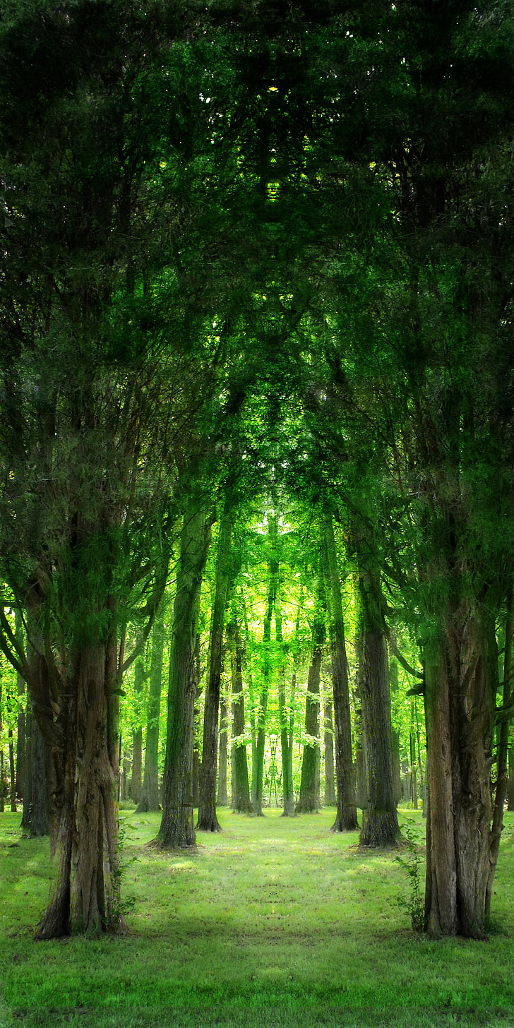 green tree pathway