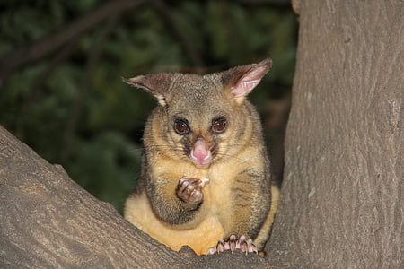 marsupial on tree