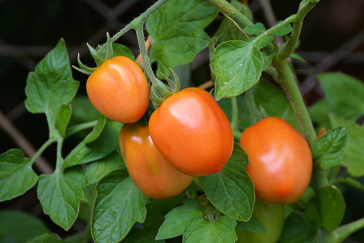 macro photography of orange tomato