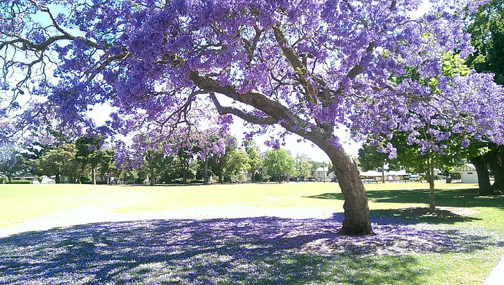 purple cherry blossom