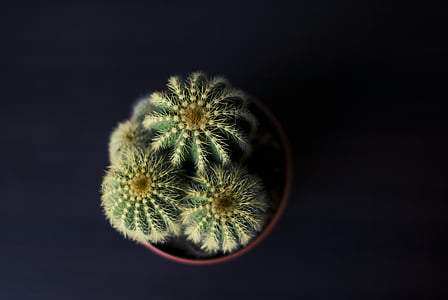 green ball cactus on red plant pot
