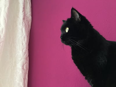 black cat near white textile