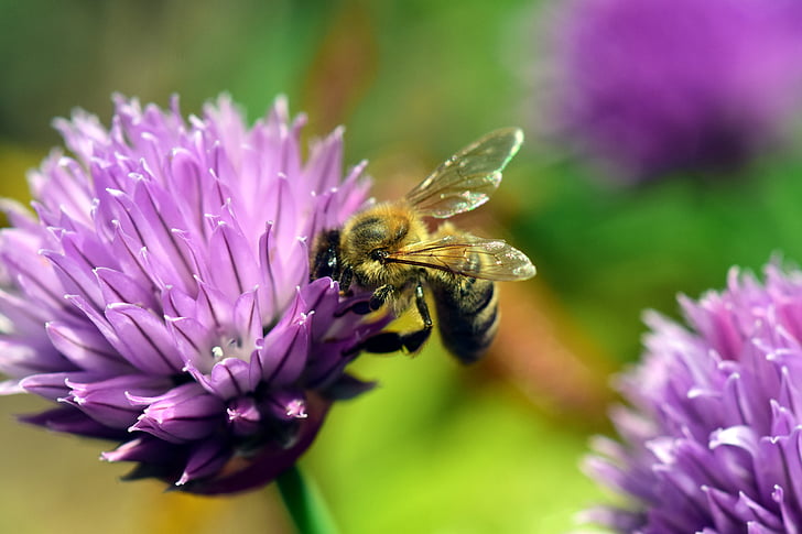 close-up photo of honey bee perched on purple petaled flower