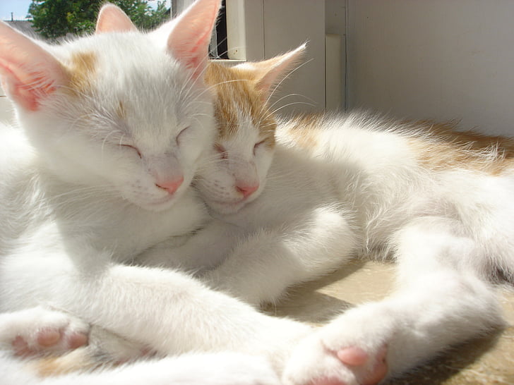 closeup photo of two orange tabby cats