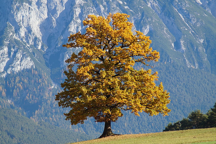 yellow leafed tree in front of mountains during daytime