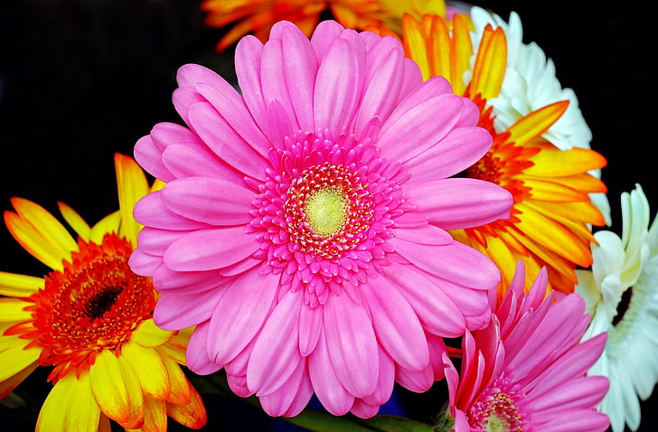 pink and orange petaled flower