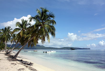 palm trees on seashore and boat at distance