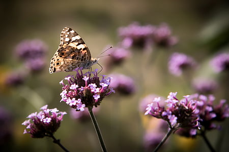 close-up selective focus shot of butterfly on top of purple flower