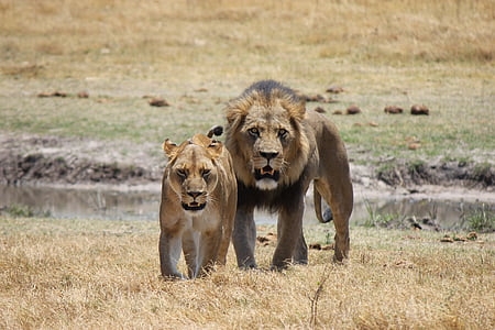 lion and liones standing