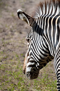 closeup photo of zebra at daytime