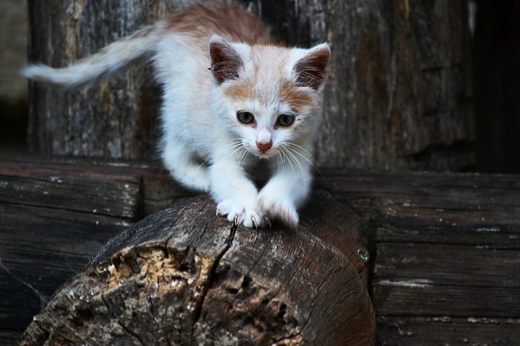 orange tabby cat on wood