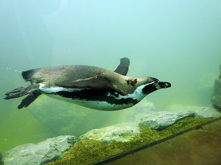 penguin swimming in tank