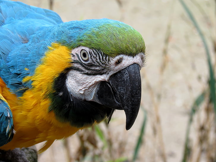 selective focus photo of blue-throated macaw