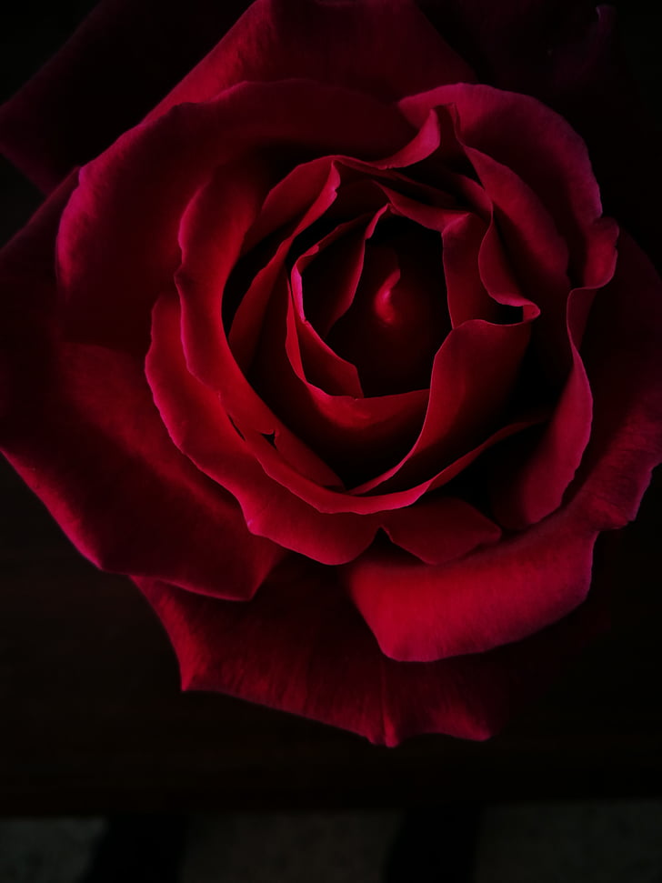 red rose flower with black background