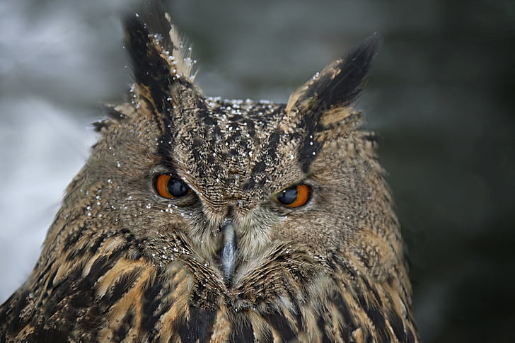 wildlife photography of strix owl