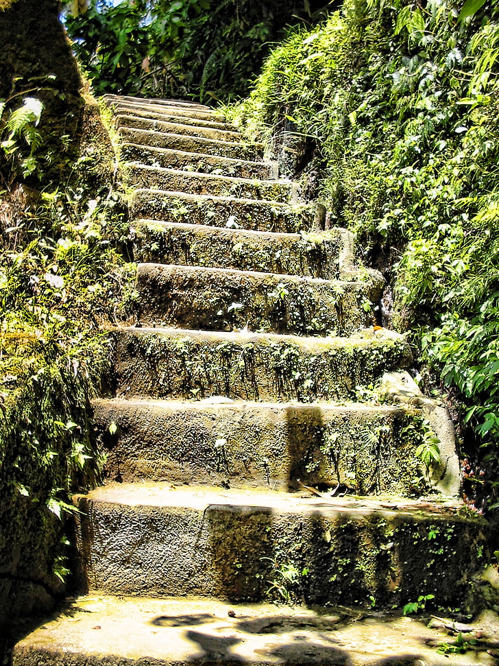 stairs surrounded by green plants photography during daytimwe