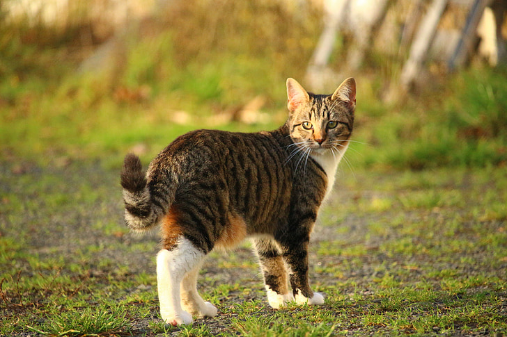 photo of brown tabby cat on grass