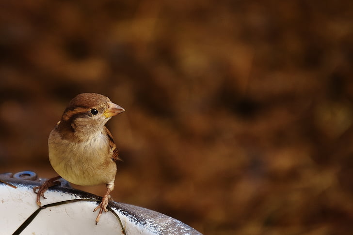 shallow focus photography of a bird