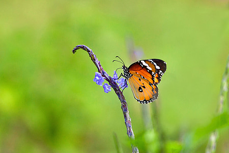 shallow focus photography of brown butterfly
