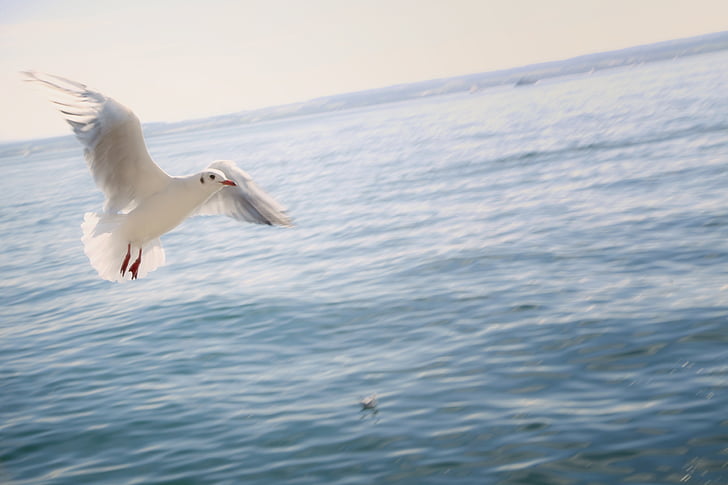 white flying bird on top of body on water